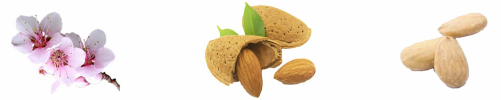 BodegonAlmendras_Dulymaz